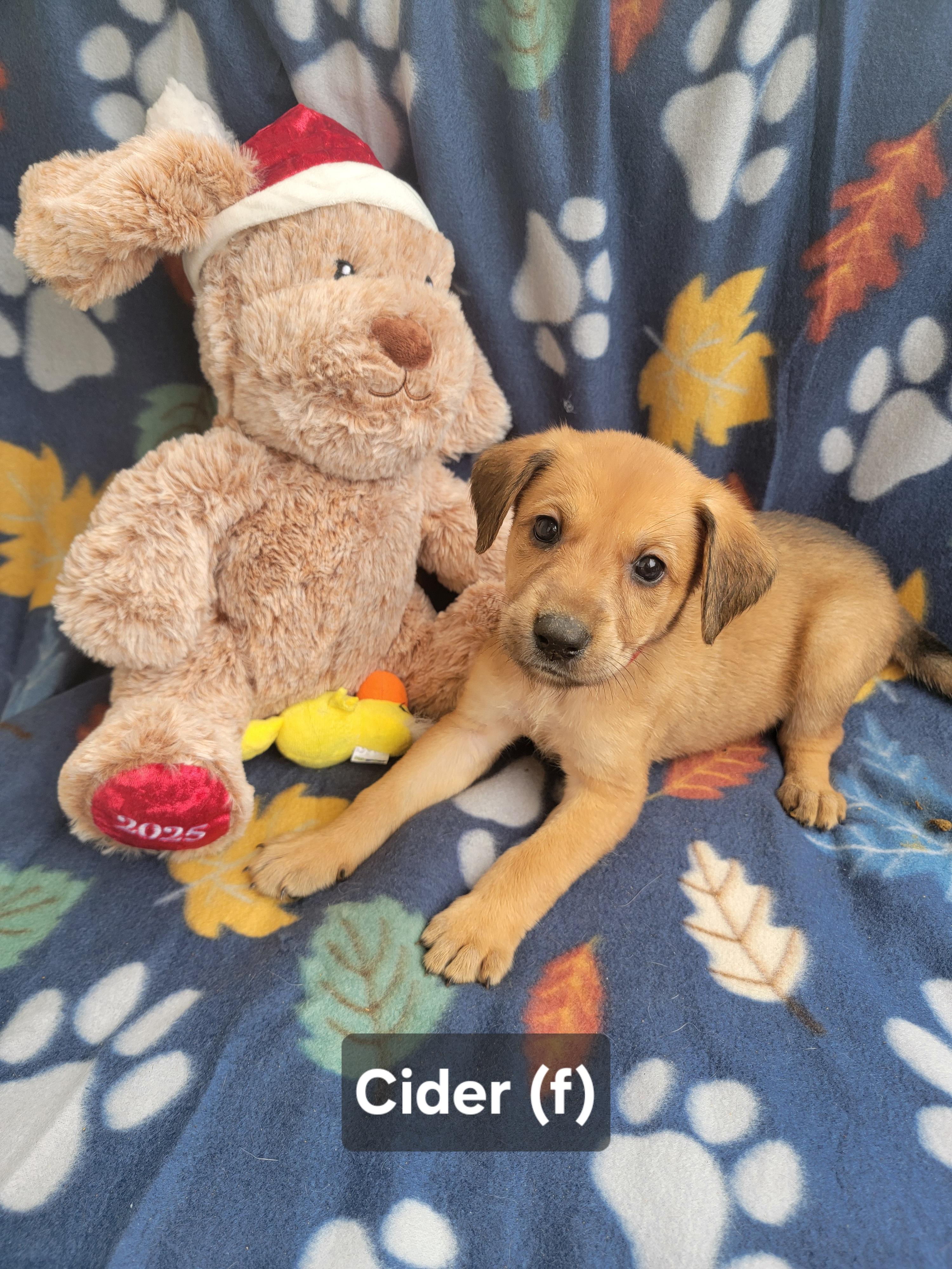 Cider, adopted, Puppy Female German Shepherd Dog & Redbone Coonhound.