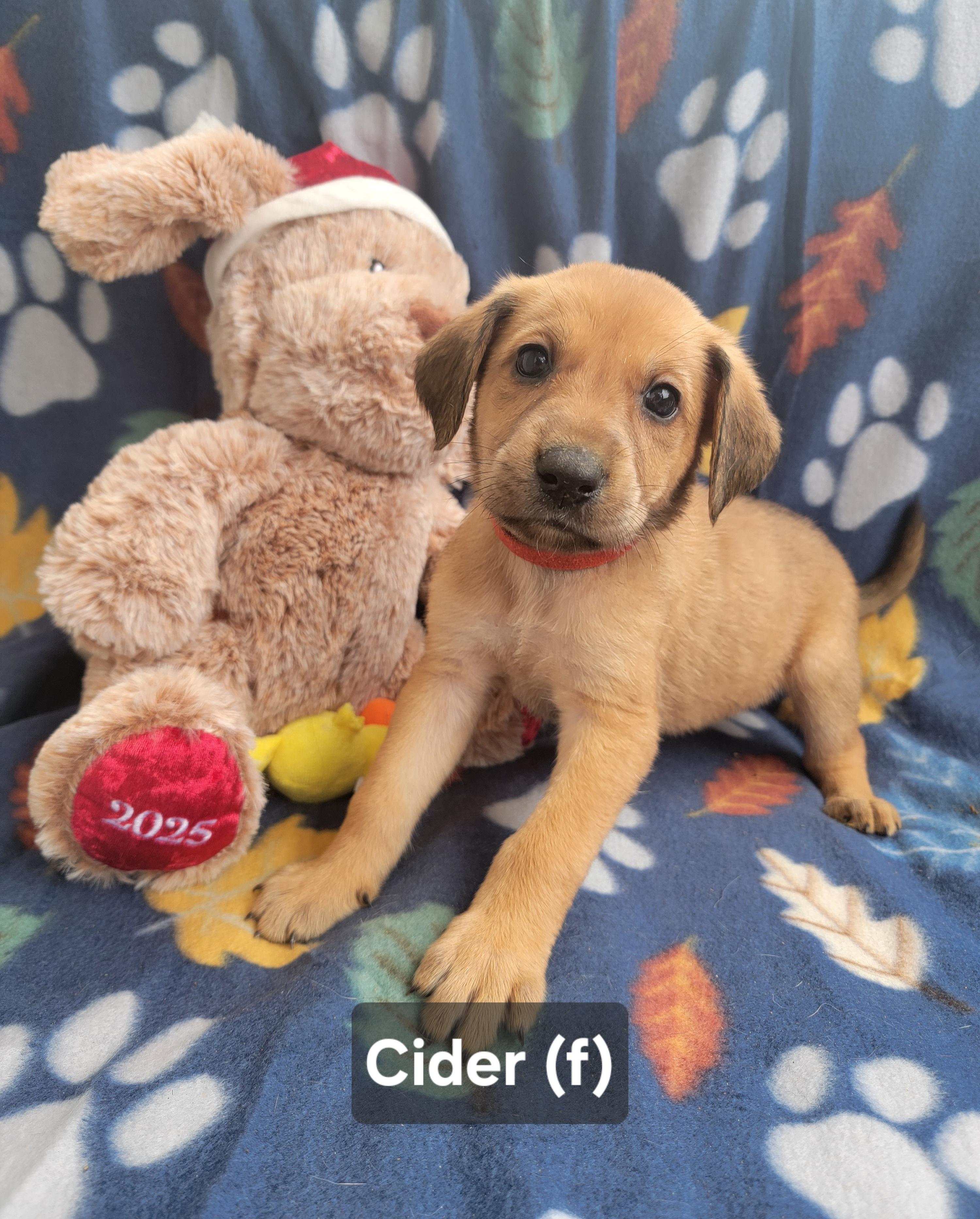 Enlarge Cider, an adopted mixed breed in St. Augustine, FL image 5/6