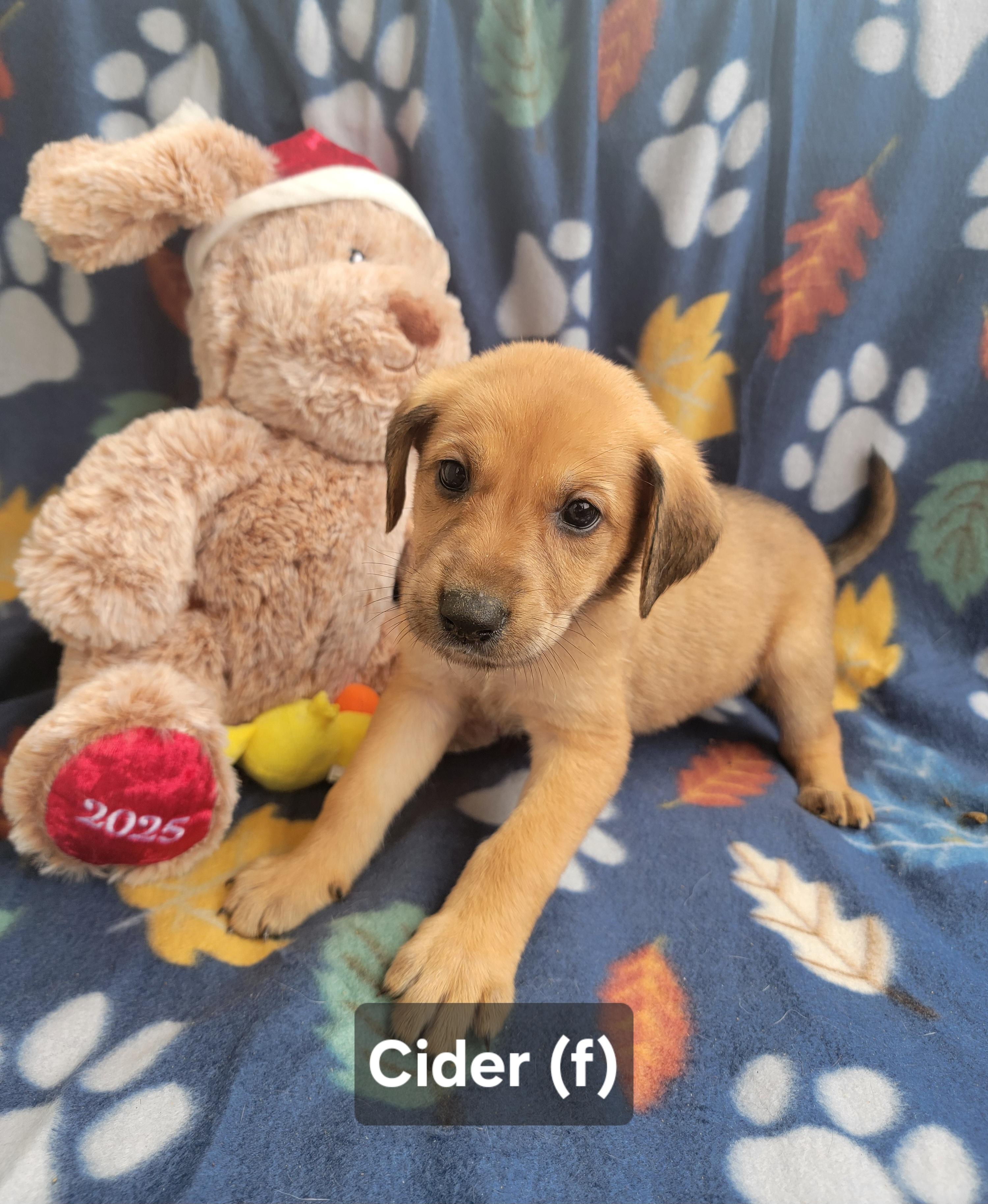 Enlarge Cider, an adopted mixed breed in St. Augustine, FL image 4/6