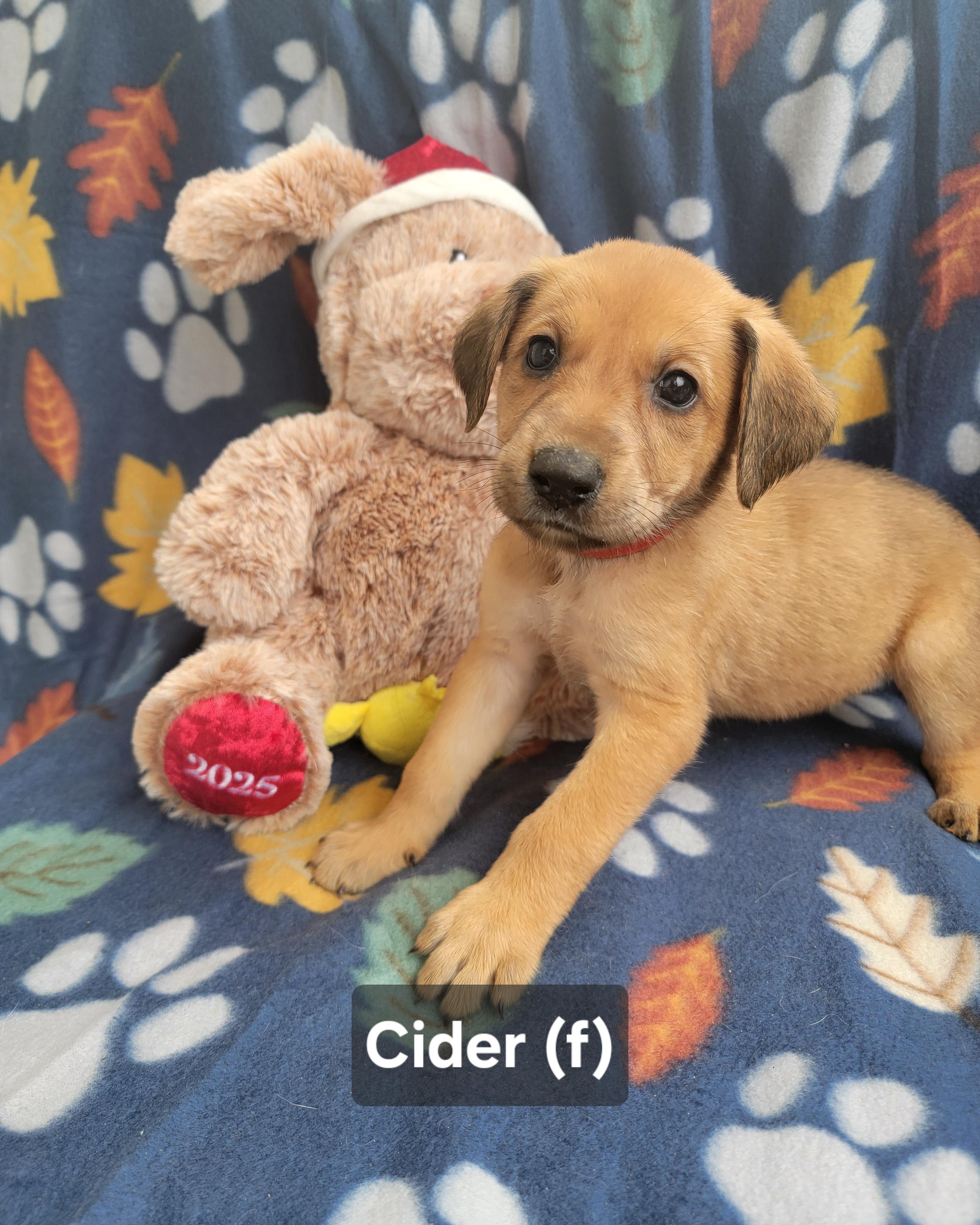 Enlarge Cider, an adopted mixed breed in St. Augustine, FL image 2/6