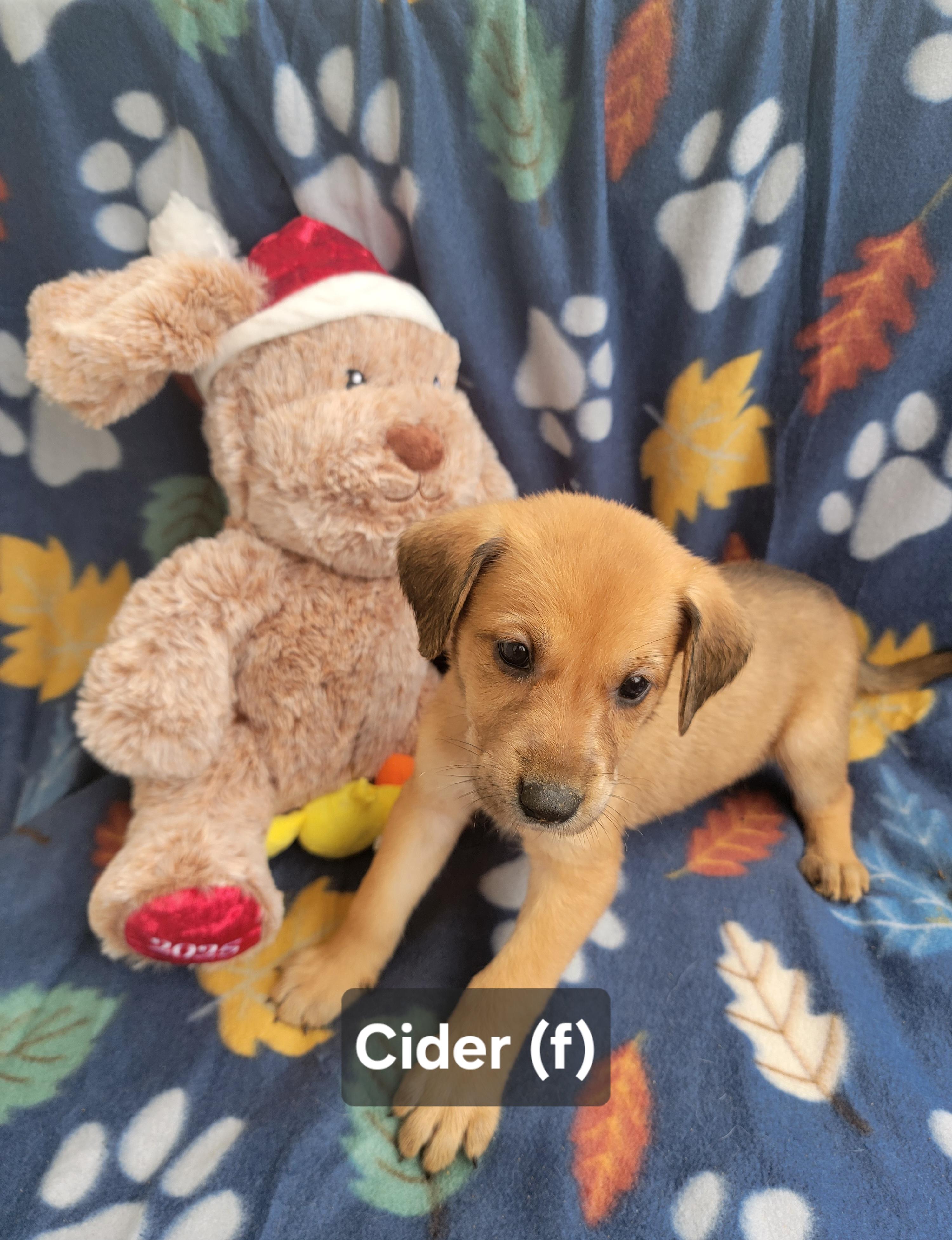 Enlarge Cider, an adopted mixed breed in St. Augustine, FL image 3/6