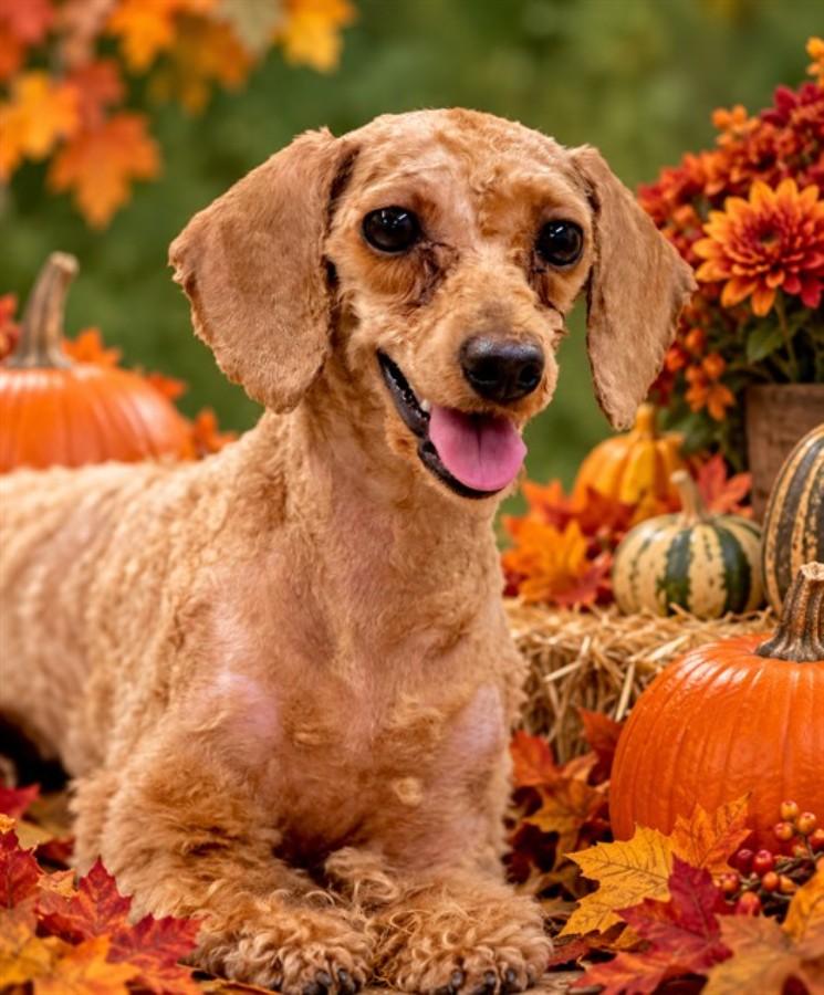 Coco, Adoptable, Young Female Poodle.