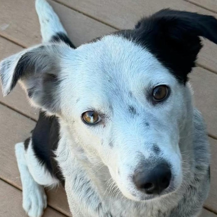 Enlarge Saffron, an adopted mixed breed in Aurora, CO image 1/2