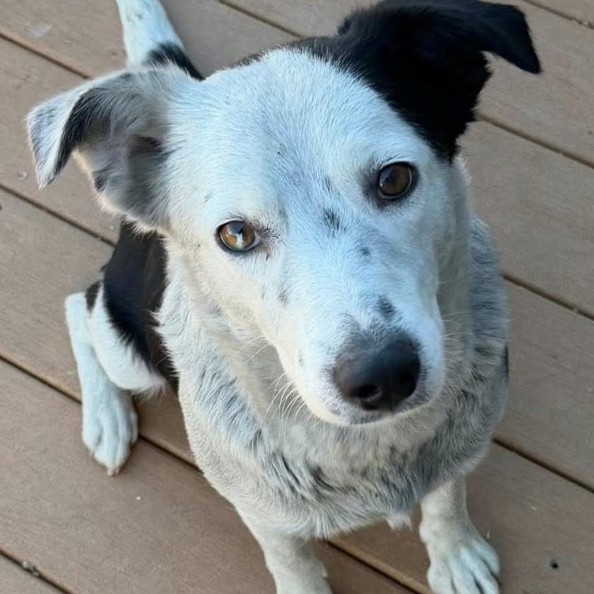 Enlarge Saffron, an adopted mixed breed in Aurora, CO image 2/2