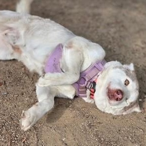 Enlarge BELLINI aka WINK, a ADOPTABLE mixed breed in Murrieta, CA image 4/6