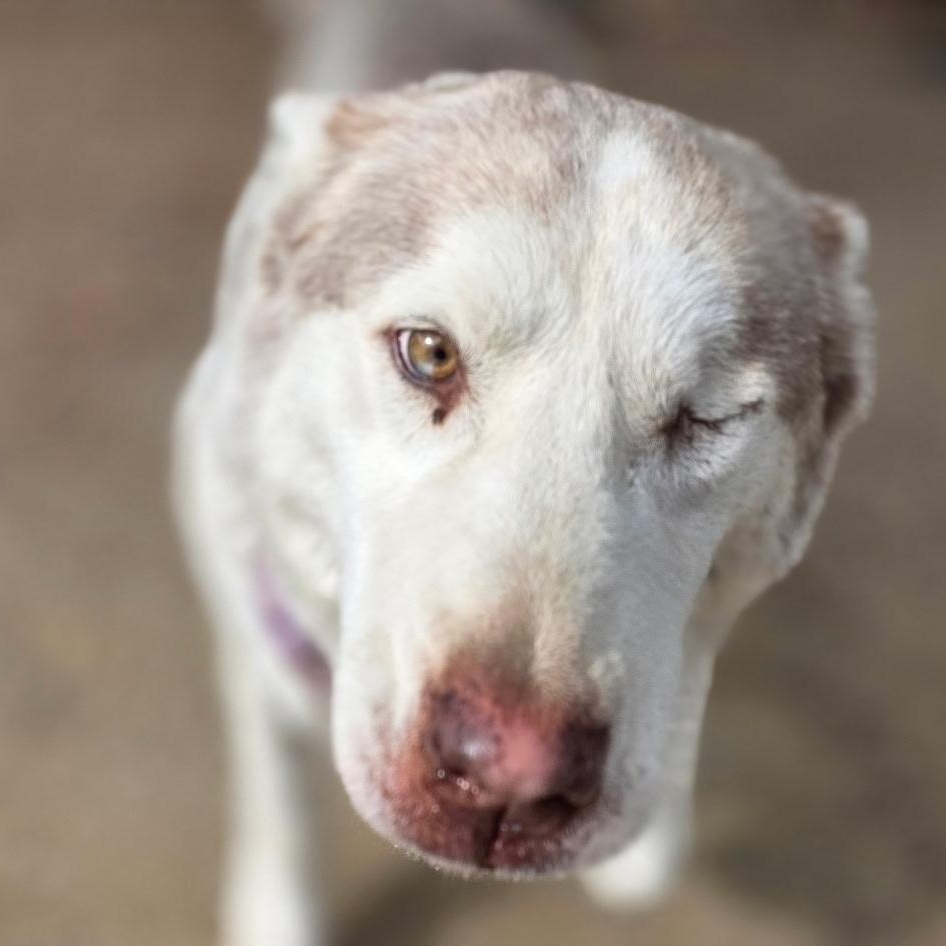 Enlarge BELLINI aka WINK, a ADOPTABLE mixed breed in Murrieta, CA image 6/6