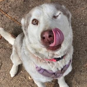 BELLINI aka WINK, ADOPTABLE, Adult Female Husky.