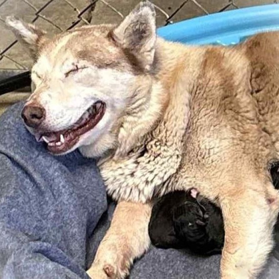 BELLINI aka WINK, ADOPTABLE, Adult Female Husky.