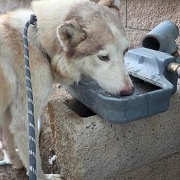 Enlarge BELLINI aka WINK, a ADOPTABLE mixed breed in Murrieta, CA image 2/6