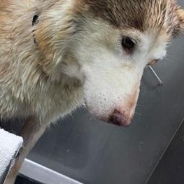 Enlarge BELLINI aka WINK, a ADOPTABLE mixed breed in Murrieta, CA image 5/6