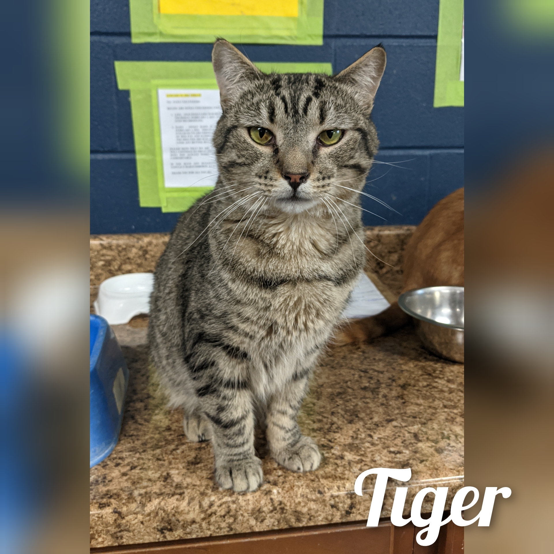 Tiger photo 2