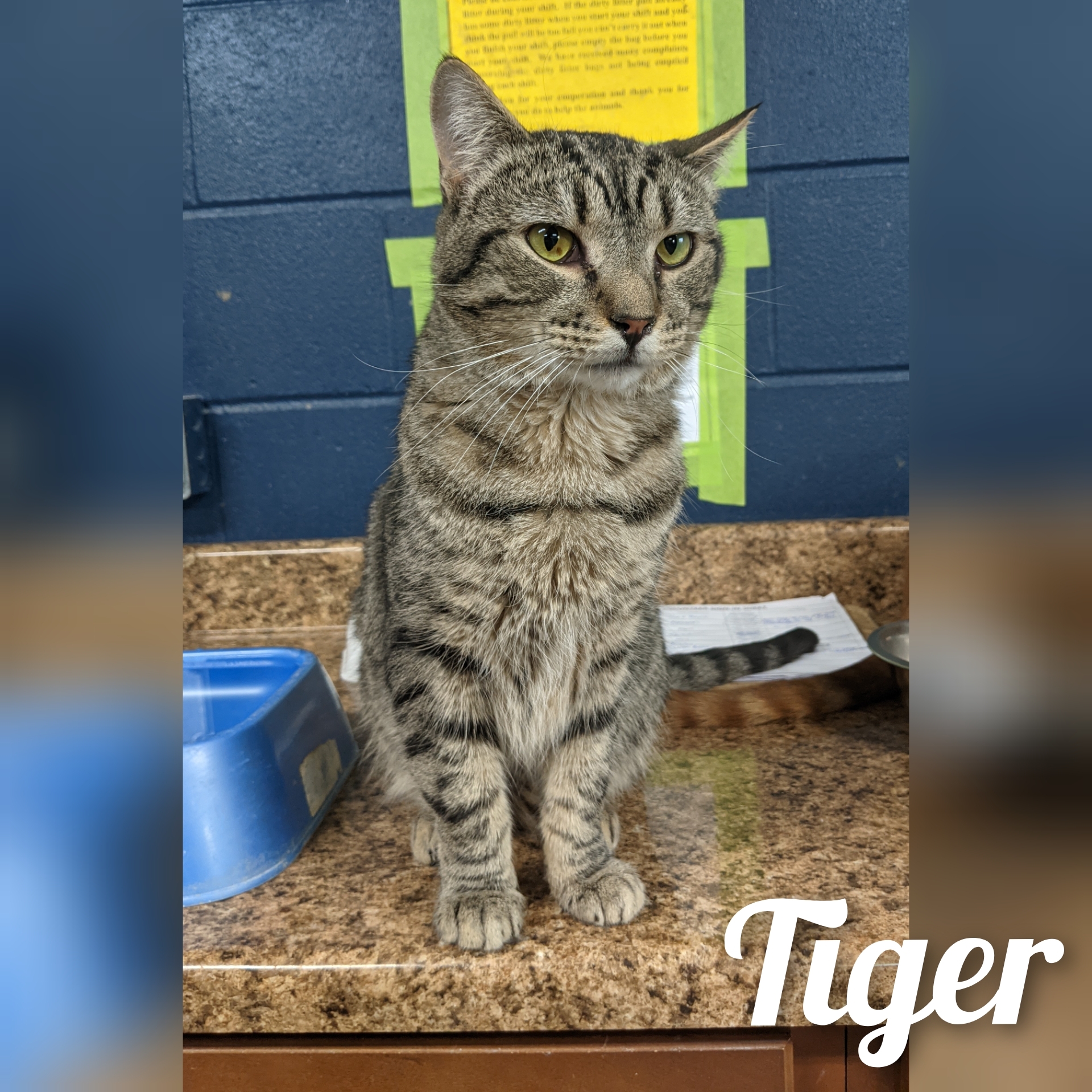 Tiger, Adult Male Domestic Short Hair