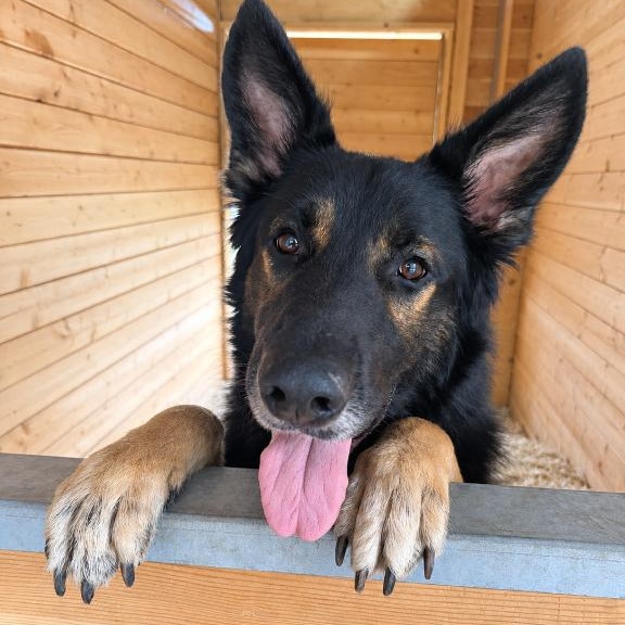 Chase, Adoptable, Adult Male German Shepherd Dog.