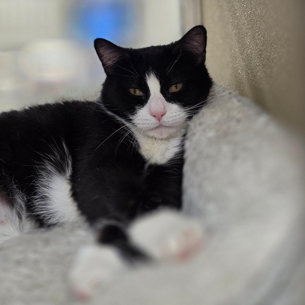 Luna, Adoptable, Adult Female Domestic Short Hair.