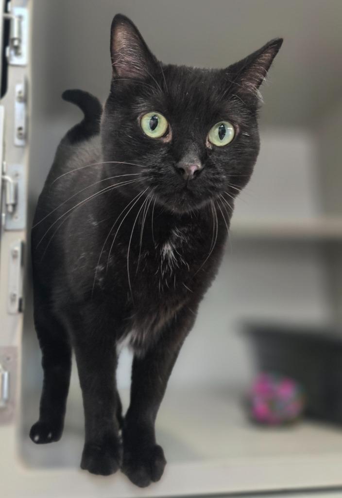 Poptart, Adoptable, Adult Female Domestic Short Hair.
