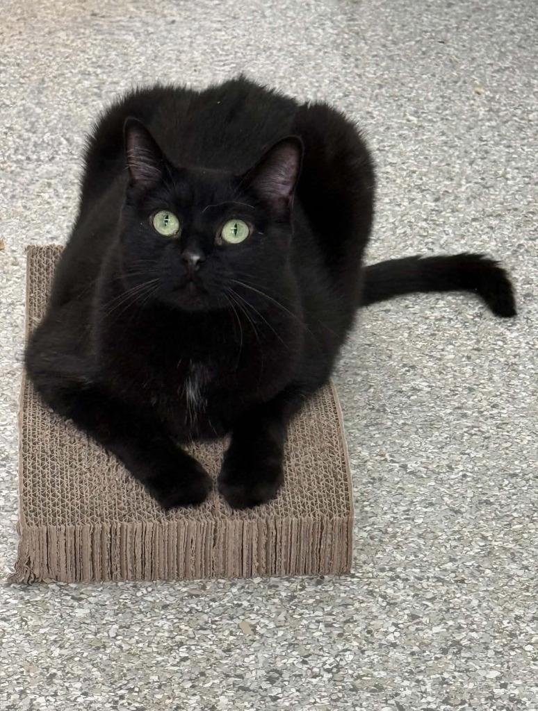 Enlarge Poptart, a Adoptable mixed breed in Viroqua, WI image 2/2