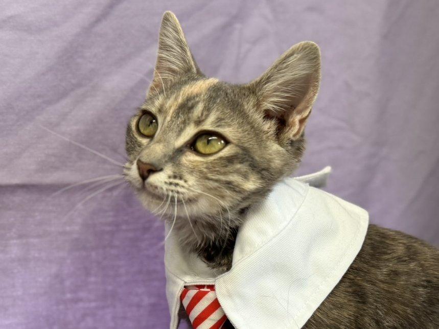 Soot, an adoptable Tabby, Domestic Short Hair in Republic, WA, 99166 | Photo Image 2