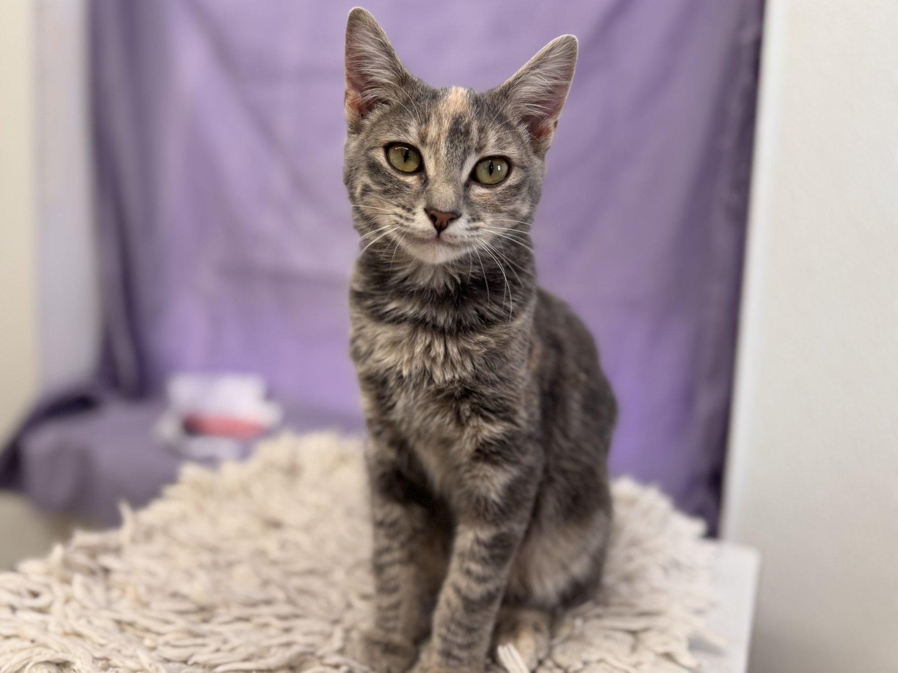 Soot, an adoptable Tabby, Domestic Short Hair in Republic, WA, 99166 | Photo Image 4