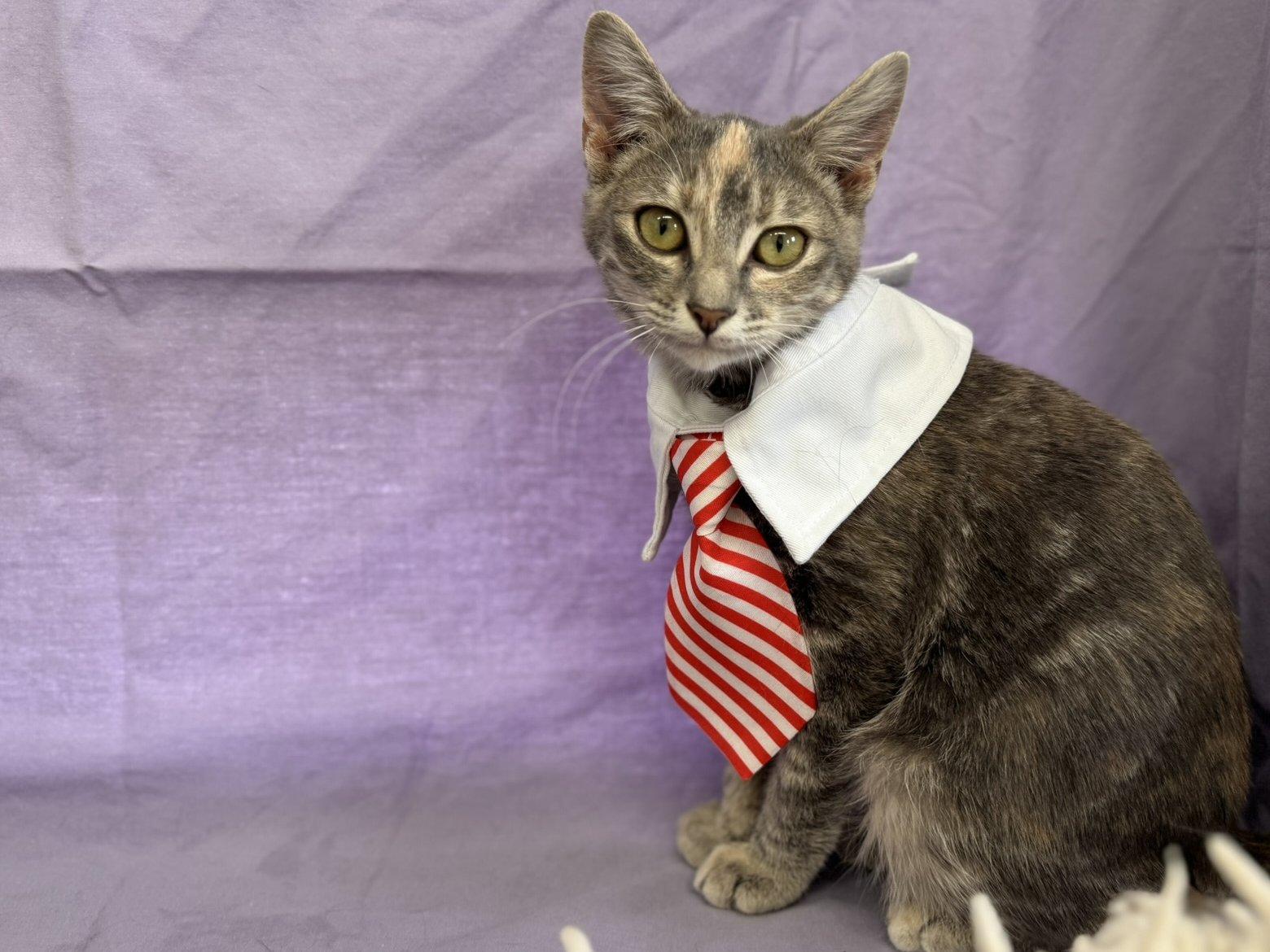 Soot, an adoptable Tabby, Domestic Short Hair in Republic, WA, 99166 | Photo Image 5