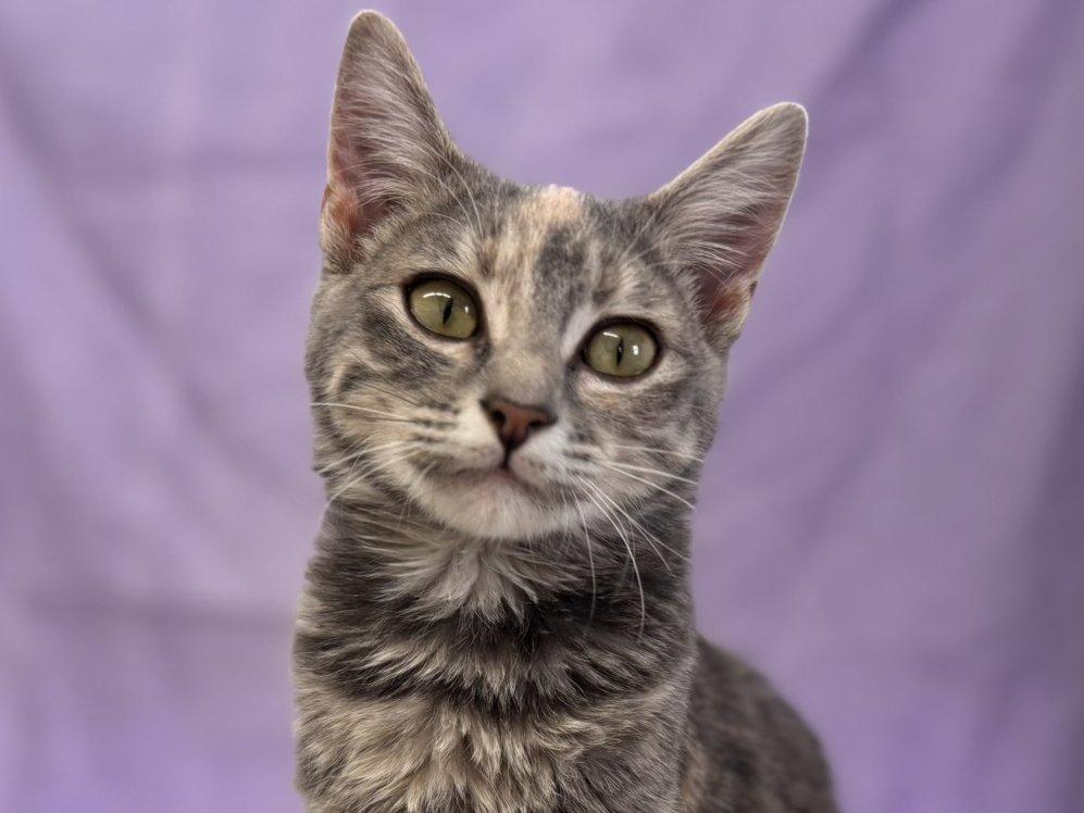 Soot, an adoptable Tabby, Domestic Short Hair in Republic, WA, 99166 | Photo Image 1