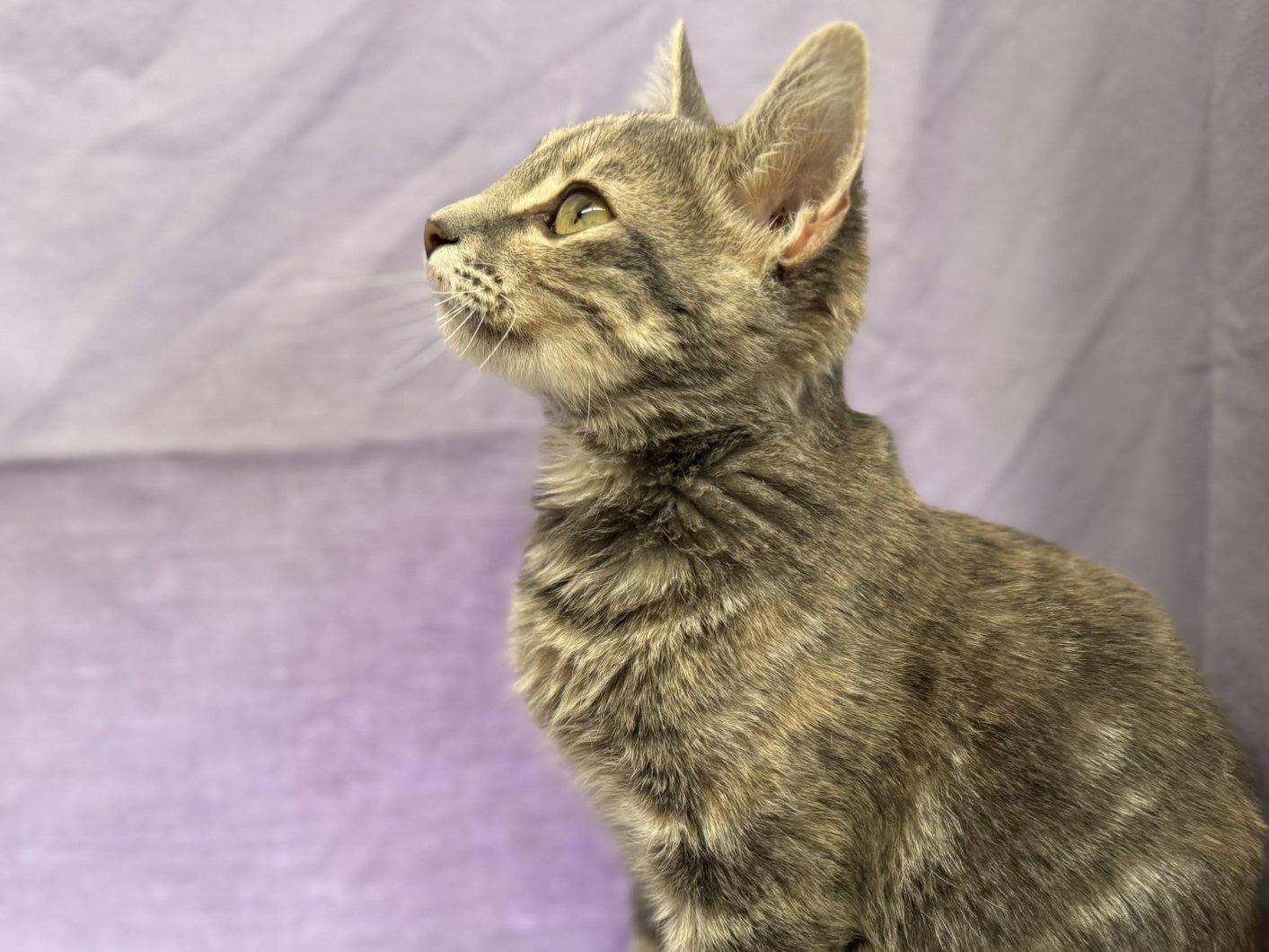 Soot, an adoptable Tabby, Domestic Short Hair in Republic, WA, 99166 | Photo Image 3