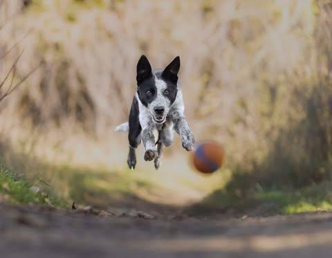 SPRITE **she swims!**, a Adoptable mixed breed in Nampa, ID image 1/6