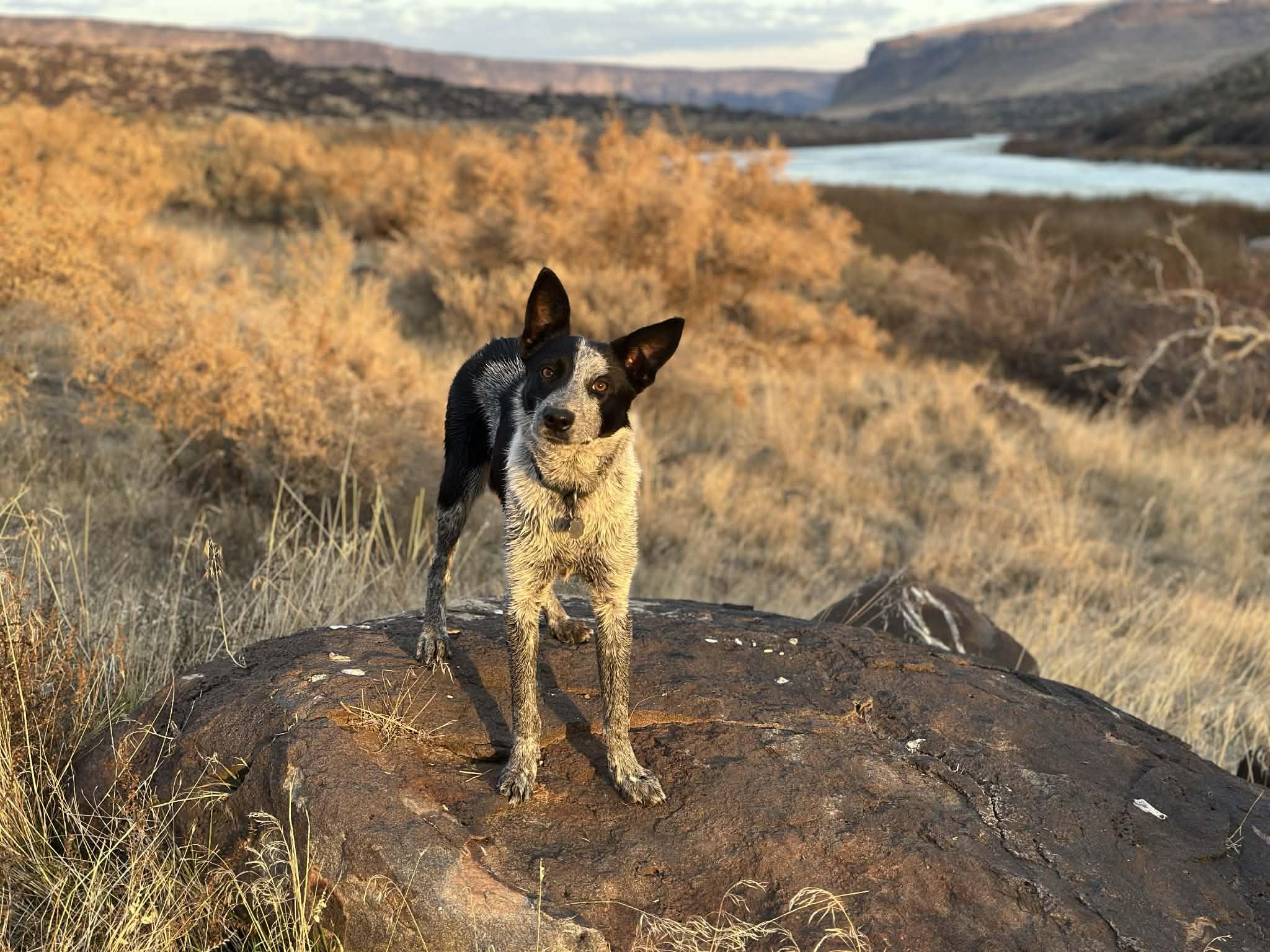 SPRITE **she swims!**, Adoptable, Young Female Border Collie & Australian Cattle Dog / Blue Heeler.