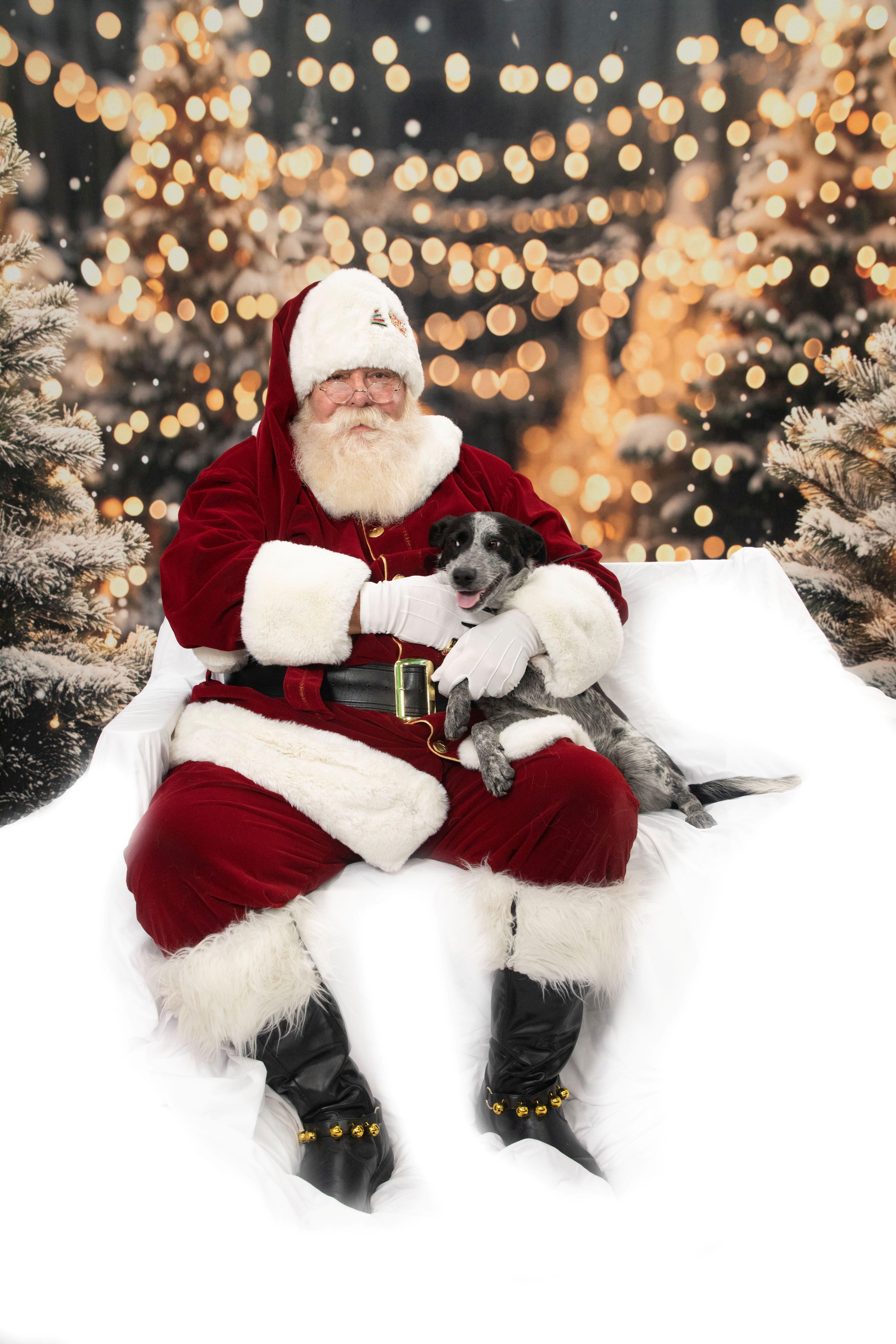 SPRITE **she swims!**, a Adoptable mixed breed in Nampa, ID image 3/6