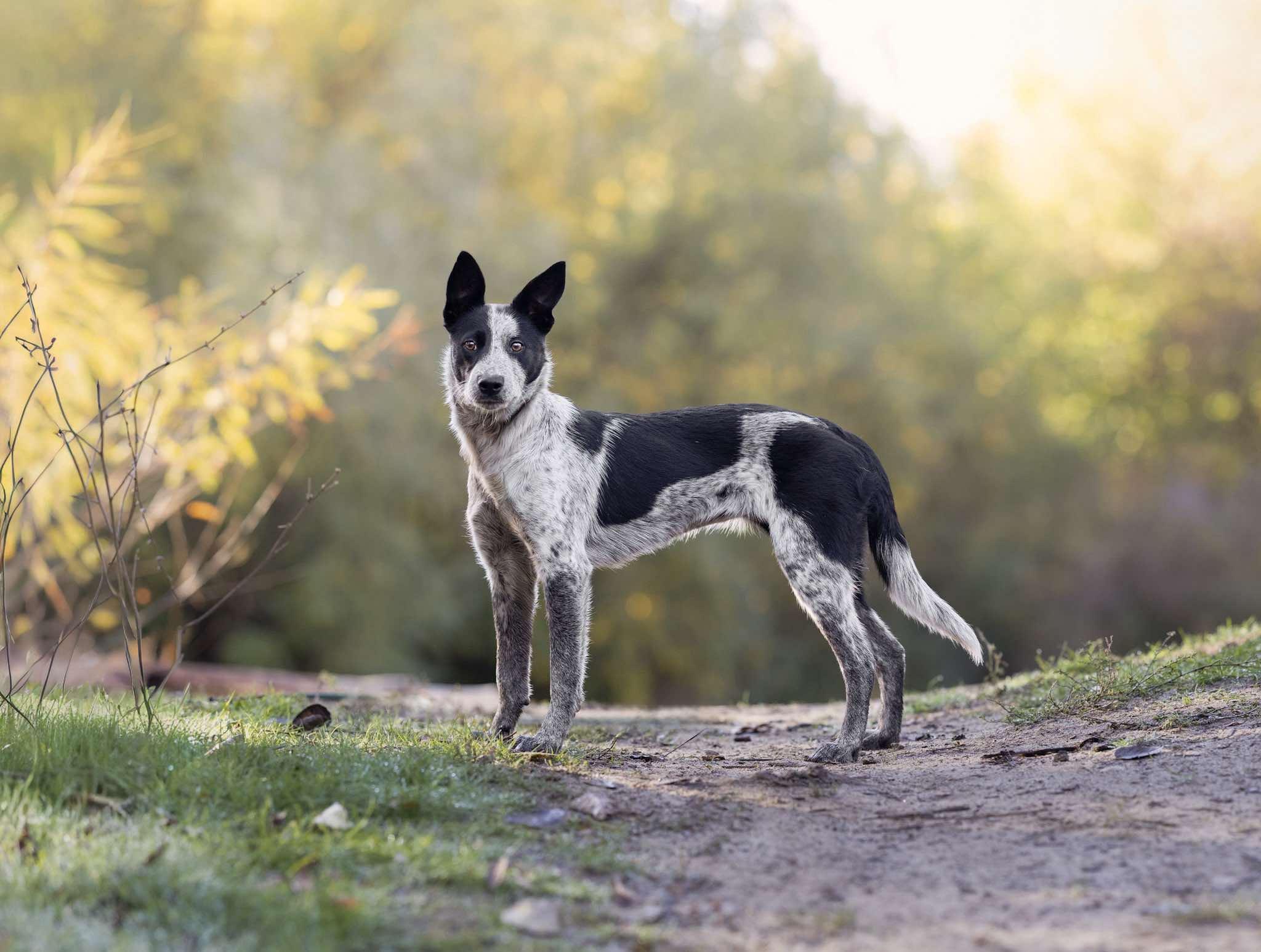 SPRITE **she swims!**, a Adoptable mixed breed in Nampa, ID image 4/6