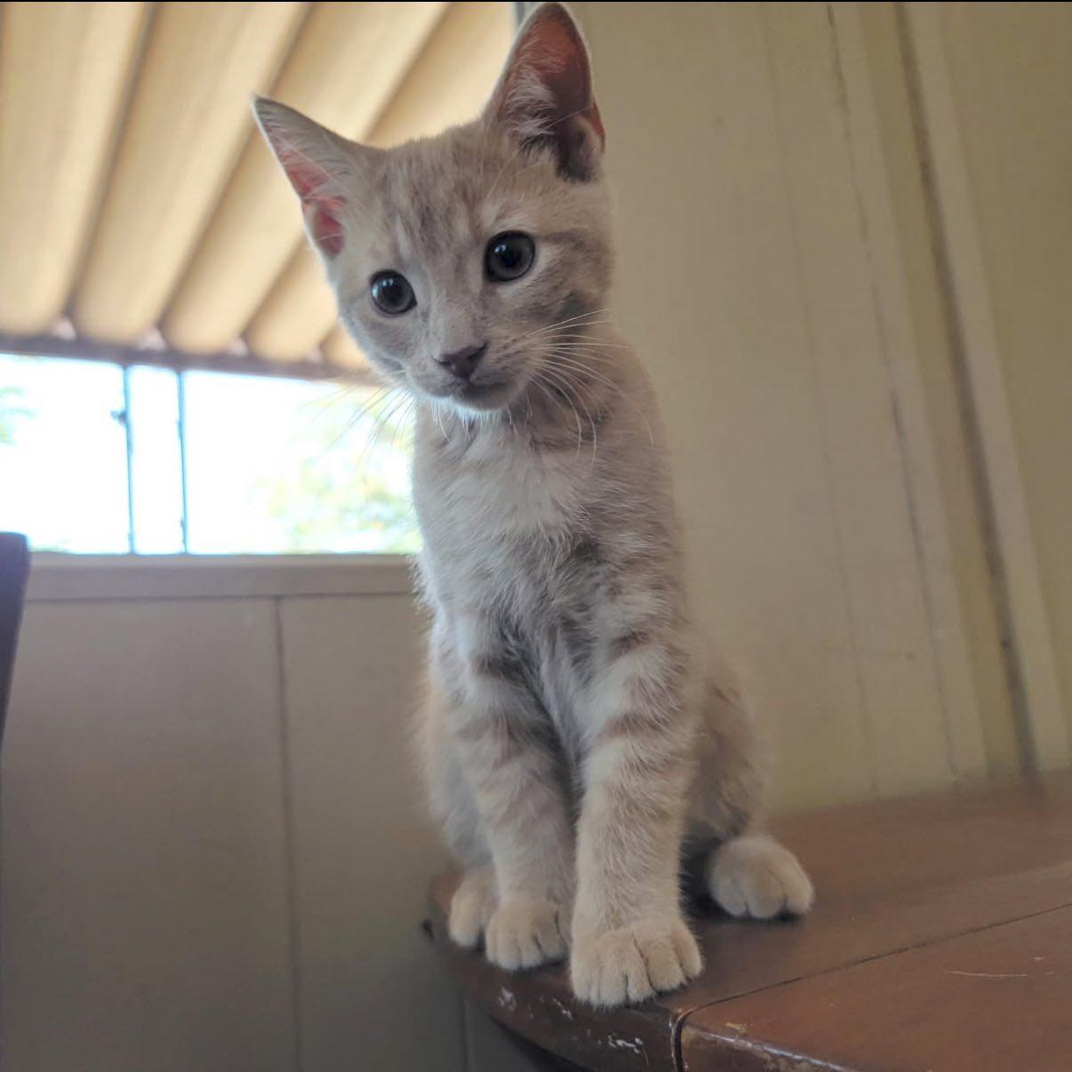 Hamlett, an adoptable Tabby in Albuquerque, NM_image-1