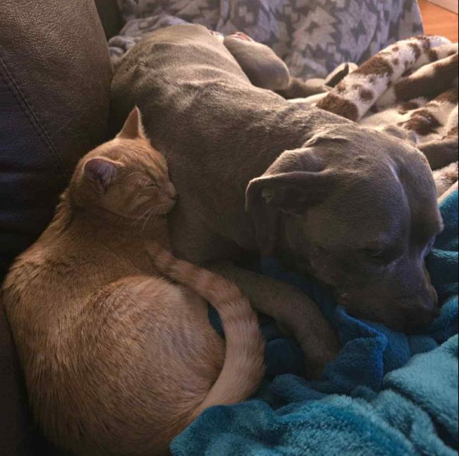 Hamlett, an adoptable Tabby in Albuquerque, NM, 87199 | Photo Image 5
