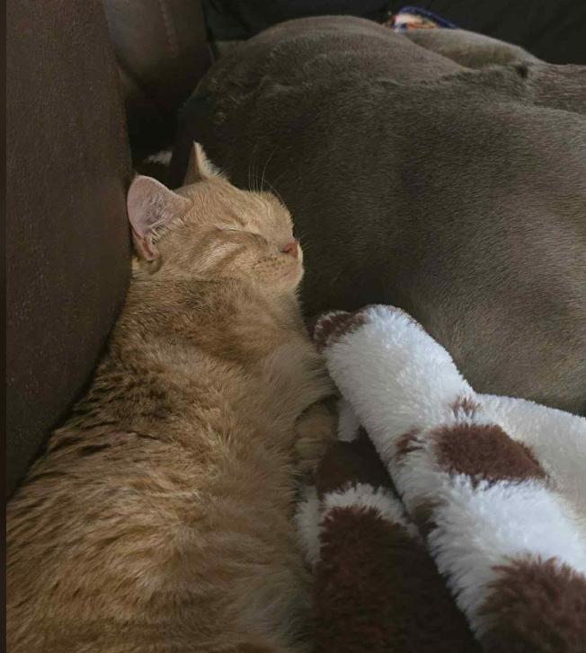 Hamlett, an adoptable Tabby in Albuquerque, NM, 87199 | Photo Image 1