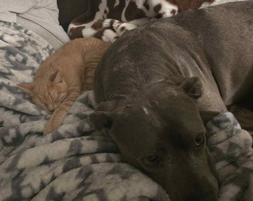 Hamlett, an adoptable Tabby in Albuquerque, NM, 87199 | Photo Image 4