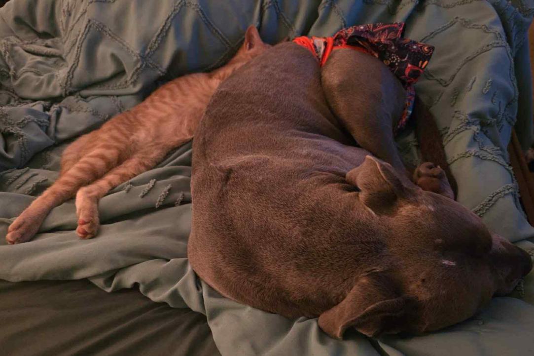 Hamlett, an adoptable Tabby in Albuquerque, NM, 87199 | Photo Image 3