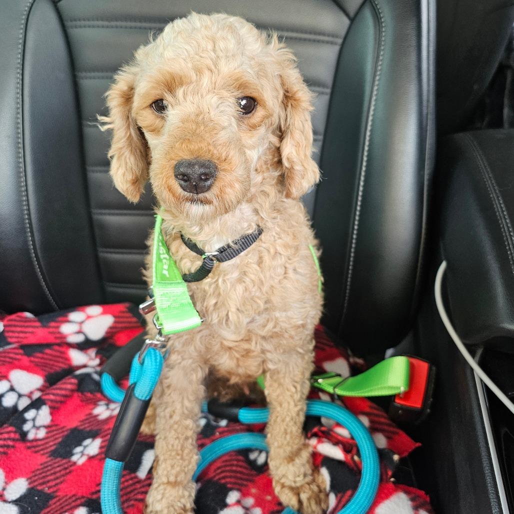 Enlarge Valentina, a Adoptable Miniature Poodle in Sinking Spring, PA image 1/6