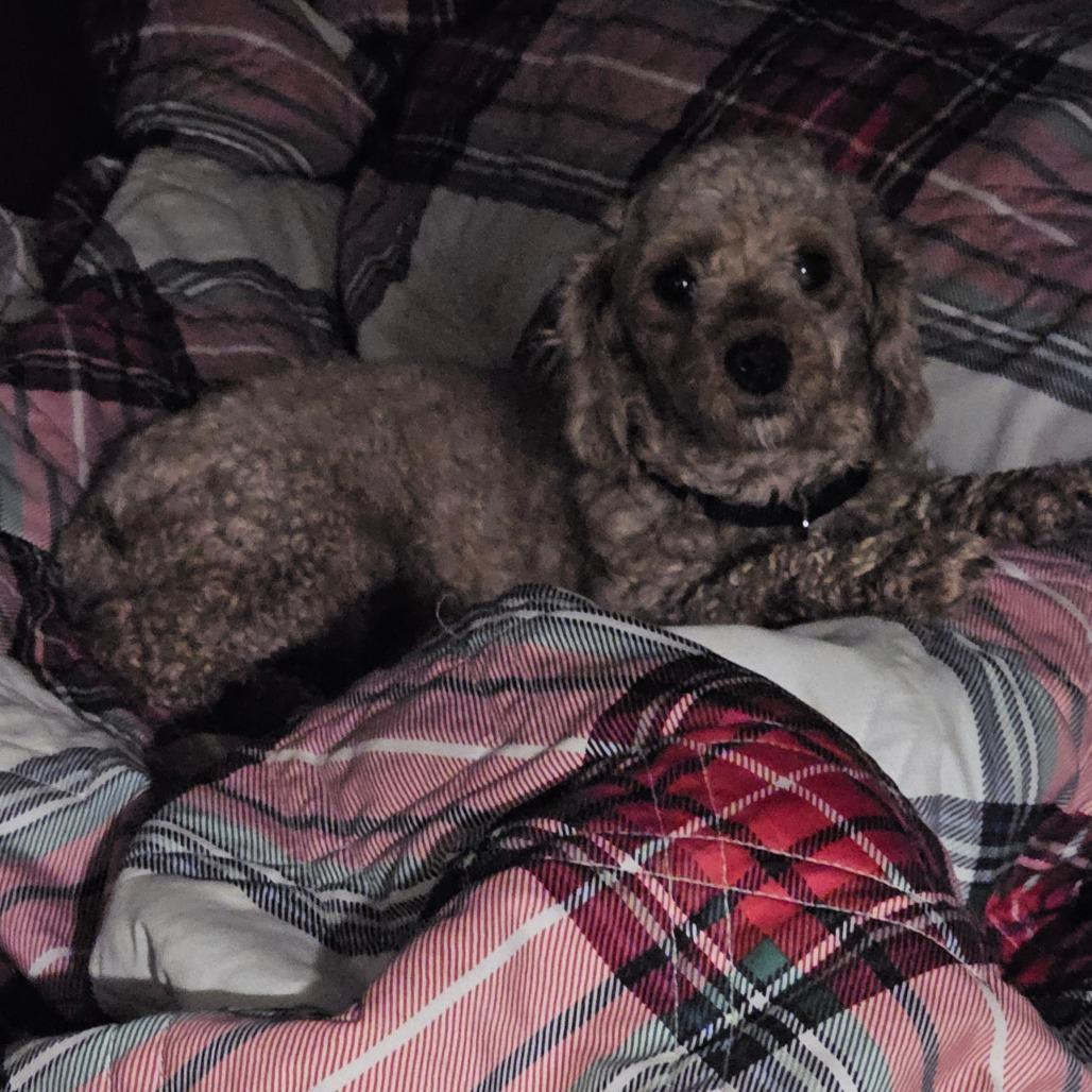Enlarge Valentina, a Adoptable Miniature Poodle in Sinking Spring, PA image 2/6