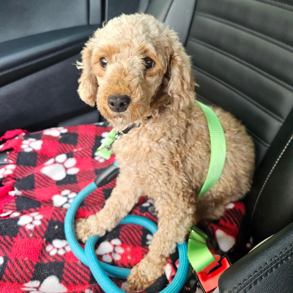 Enlarge Valentina, a Adoptable Miniature Poodle in Sinking Spring, PA image 3/6