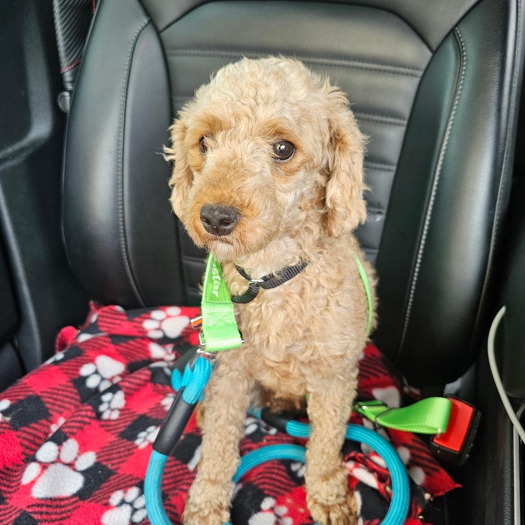 Enlarge Valentina, a Adoptable Miniature Poodle in Sinking Spring, PA image 4/6