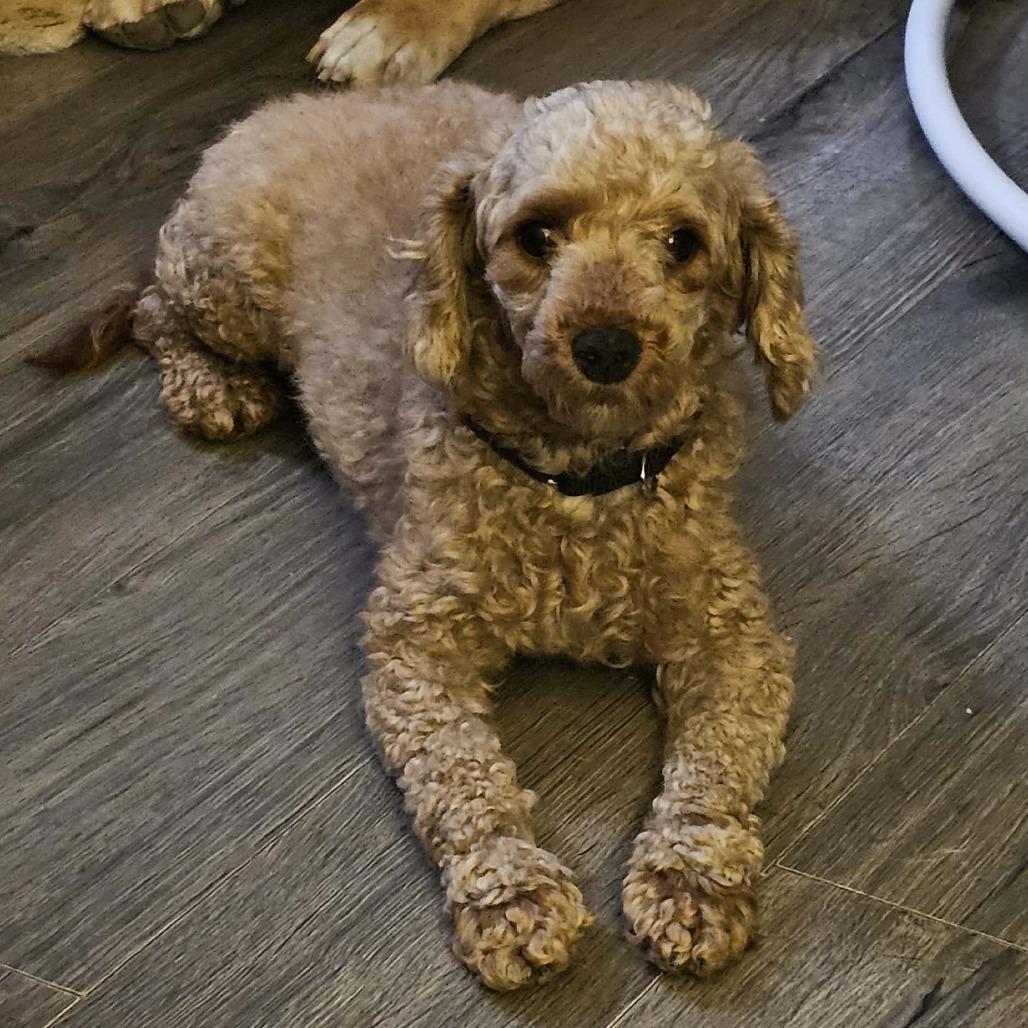 Enlarge Valentina, a Adoptable Miniature Poodle in Sinking Spring, PA image 5/6