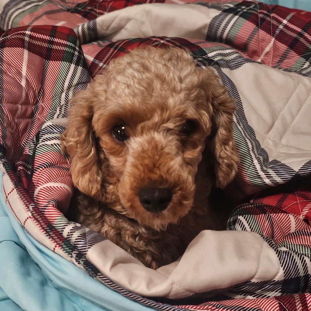 Enlarge Valentina, a Adoptable Miniature Poodle in Sinking Spring, PA image 6/6