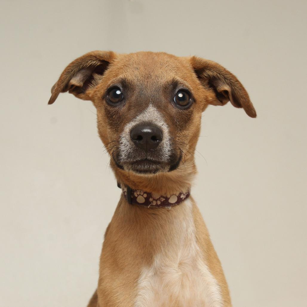 Bean D67096, a Adoptable mixed breed in Minnetonka, MN image 1/6