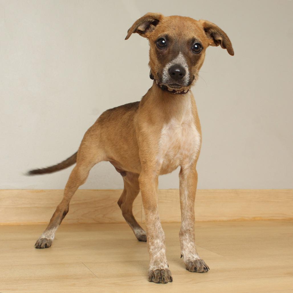 Bean D67096, a Adoptable mixed breed in Minnetonka, MN image 2/6
