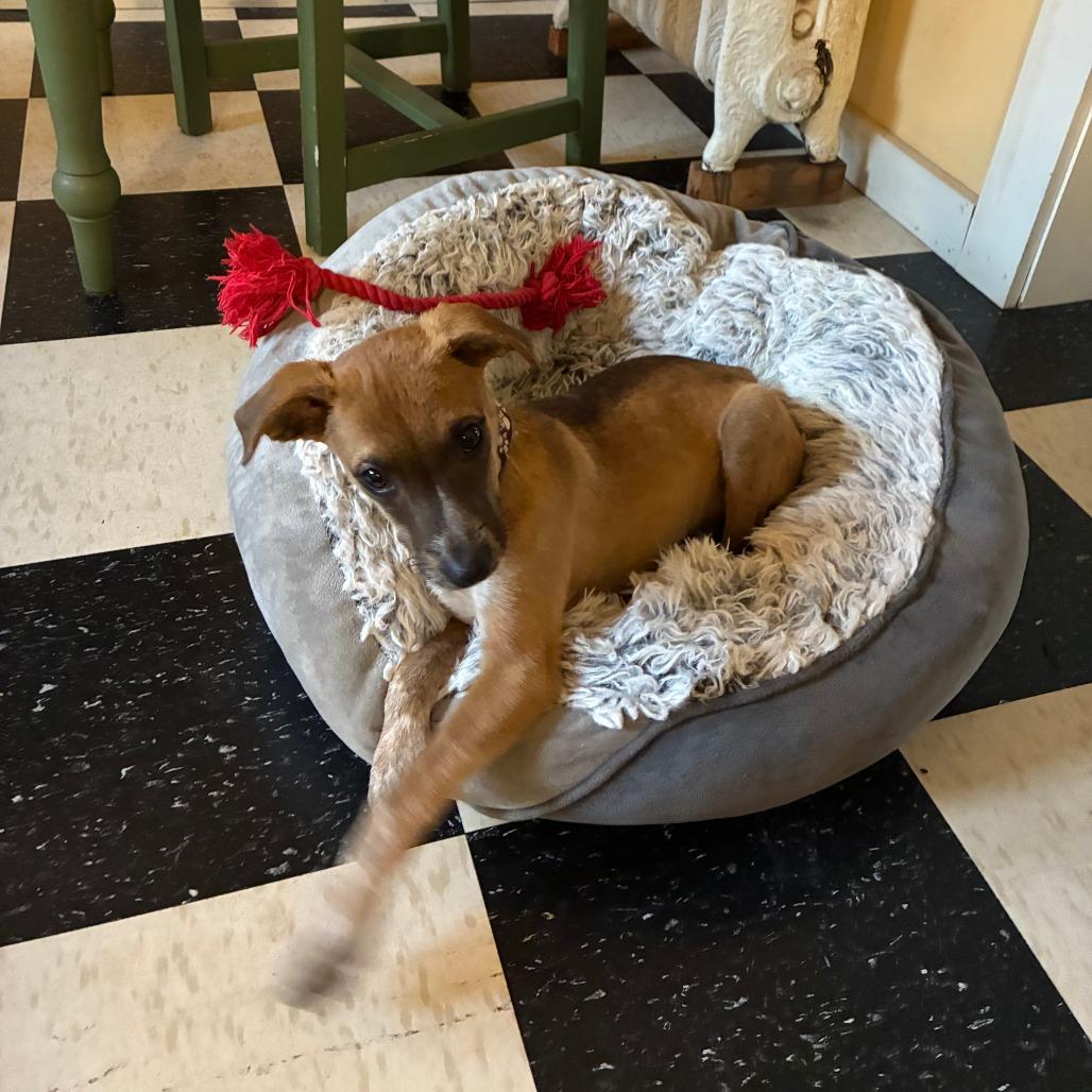 Bean D67096, a Adoptable mixed breed in Minnetonka, MN image 3/6