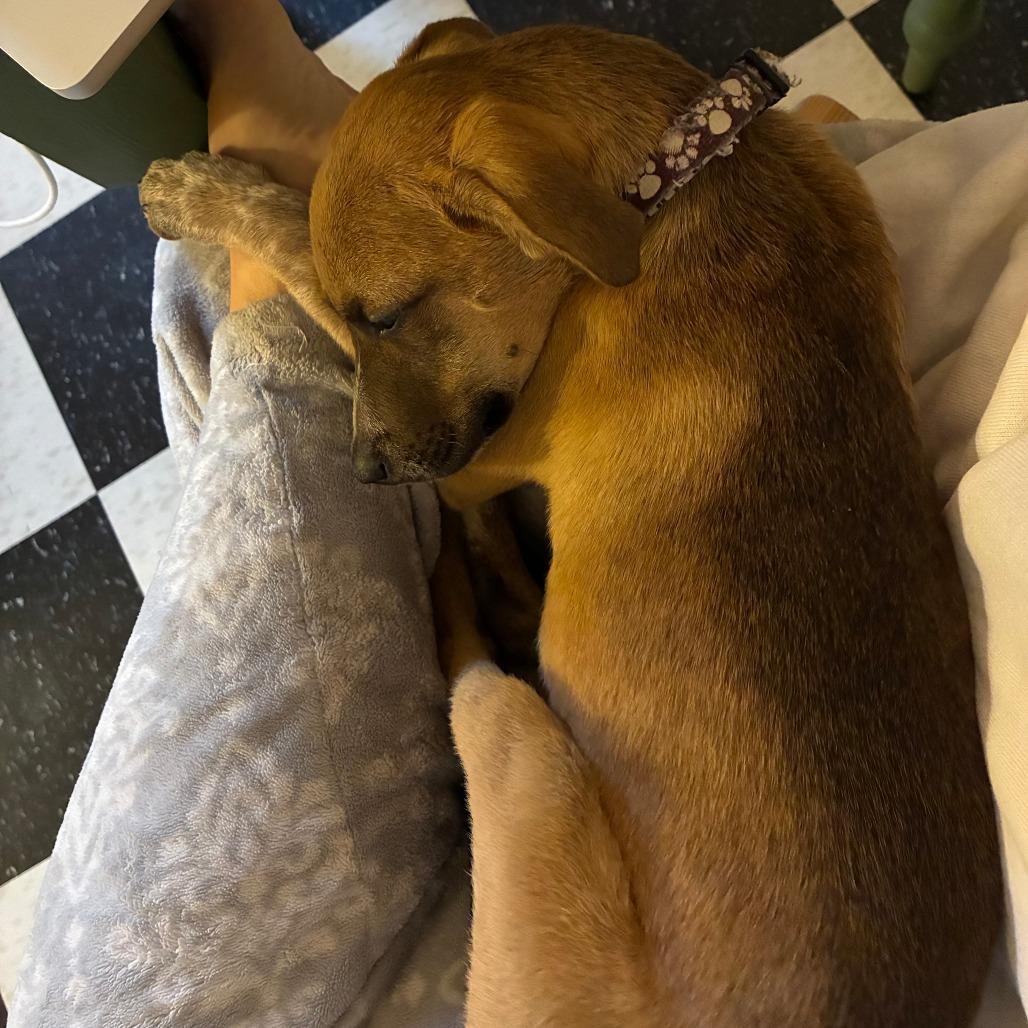 Bean D67096, a Adoptable mixed breed in Minnetonka, MN image 4/6