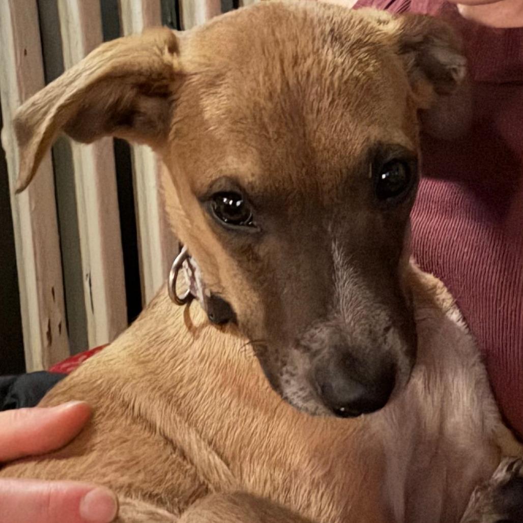 Bean D67096, a Adoptable mixed breed in Minnetonka, MN image 5/6