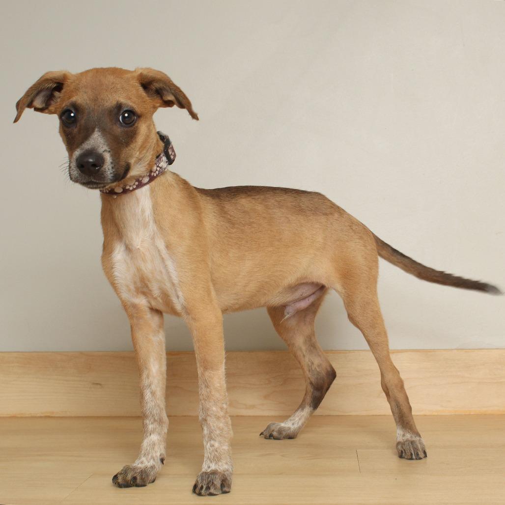 Bean D67096, a Adoptable mixed breed in Minnetonka, MN image 6/6
