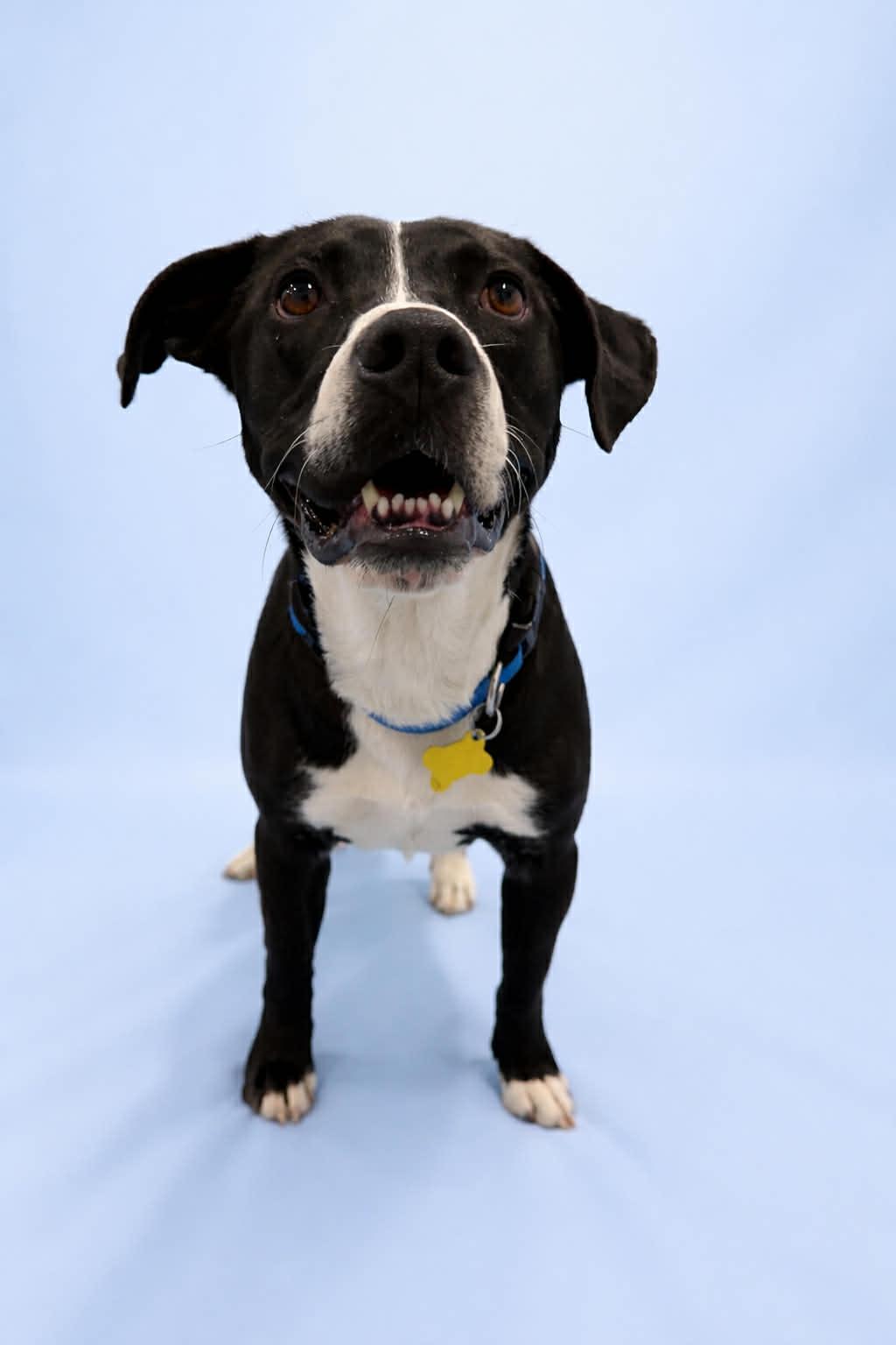 Wiggle, a Adopted Pit Bull Terrier in Salt Lake City, UT image 3/3