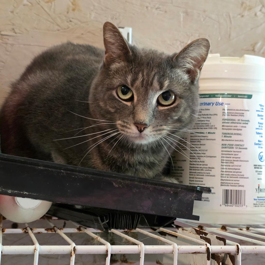 Morgan, a Adoptable Domestic Short Hair in Glenfield, NY image 1/3