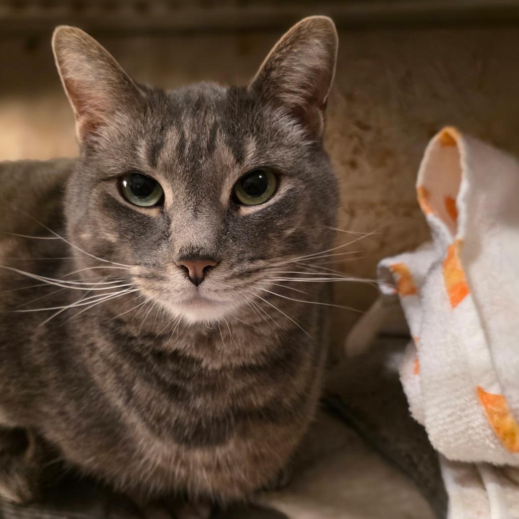 Morgan, a Adoptable Domestic Short Hair in Glenfield, NY image 2/3