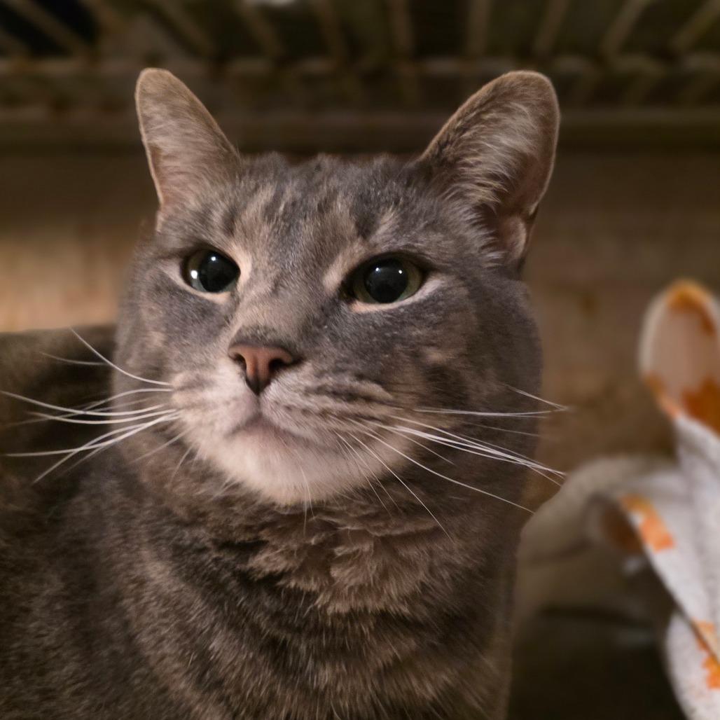 Morgan, a Adoptable Domestic Short Hair in Glenfield, NY image 3/3